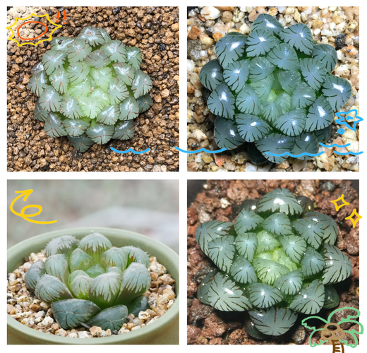 冰灯玉露的养殖方法，冰灯玉露是什么植物？-第3张图片-优品飞百科