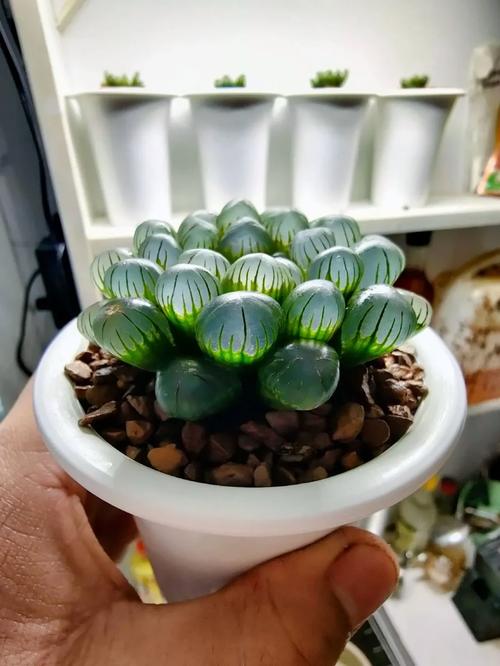 冰灯玉露的养殖方法，冰灯玉露是什么植物？-第4张图片-优品飞百科