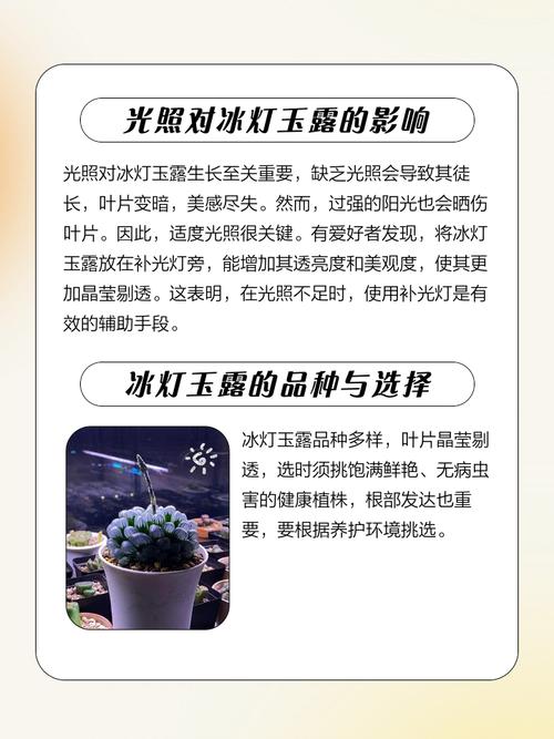 冰灯玉露的养殖方法，冰灯玉露是什么植物？-第5张图片-优品飞百科