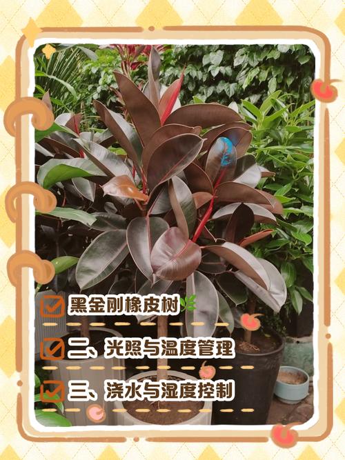 黑金刚和橡皮树的区别，有什么寓意？，黑金刚橡皮树有什么作用-第4张图片-优品飞百科