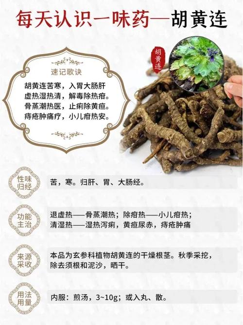胡黄连的功效与作用，野生黄连功能主治-第2张图片-优品飞百科