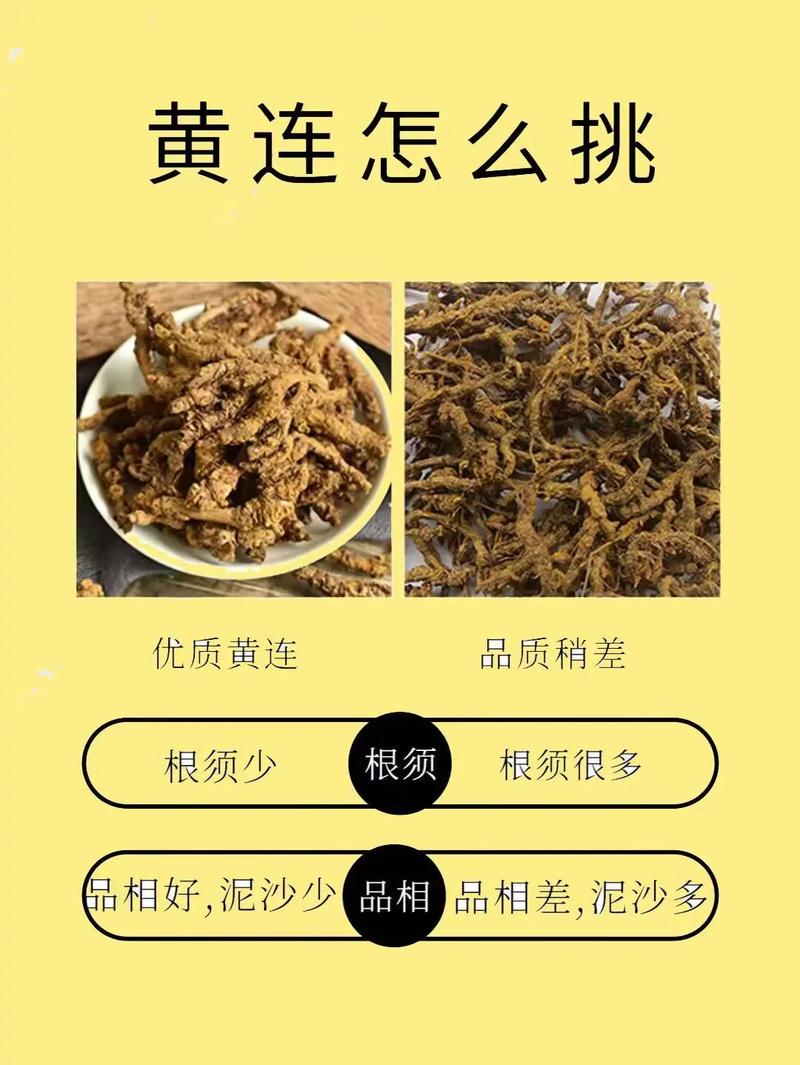 胡黄连的功效与作用，野生黄连功能主治-第3张图片-优品飞百科