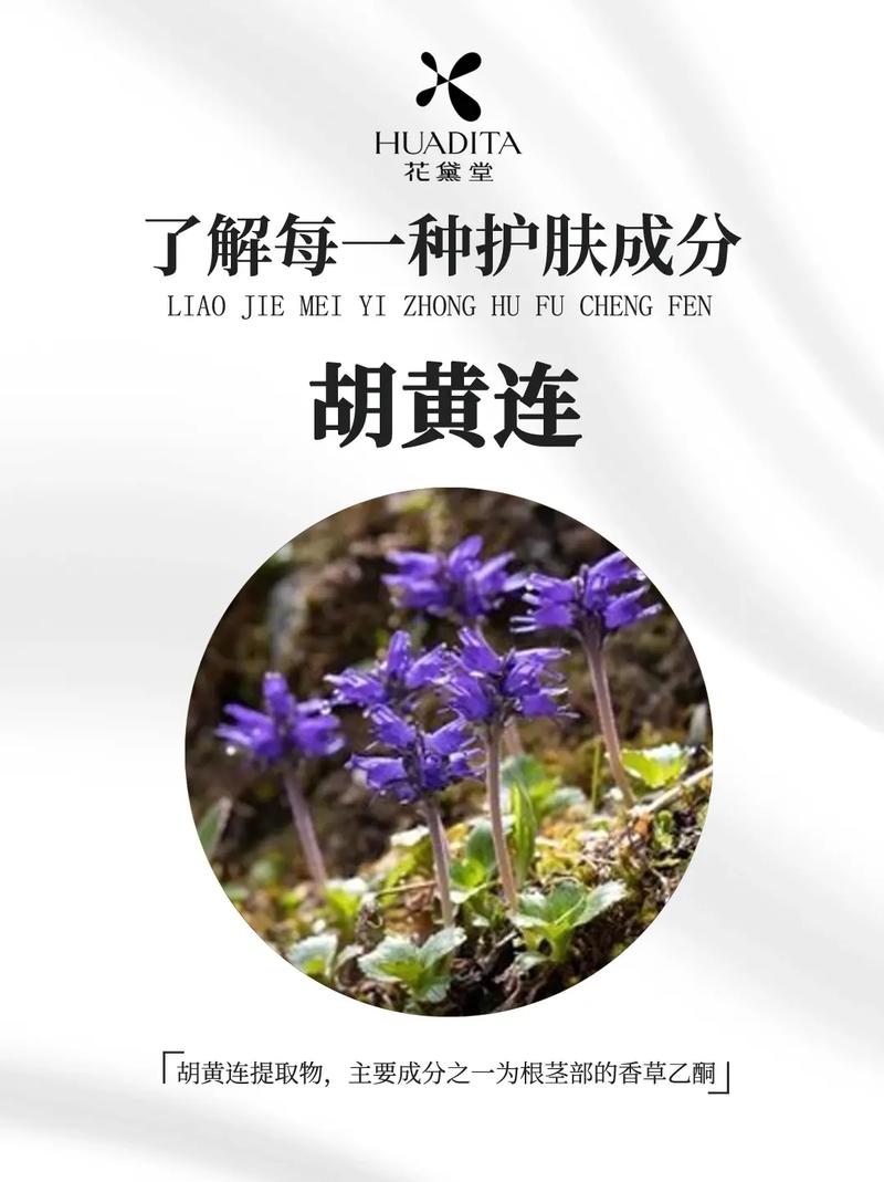 胡黄连的功效与作用，野生黄连功能主治-第4张图片-优品飞百科