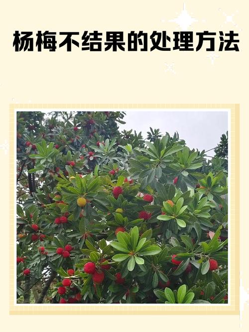 杨梅为什么开花不结果？杨梅光开花不结果怎么治?？