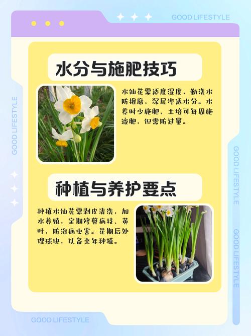 水仙花怎么浇水？水仙花怎么浇水比较好？-第2张图片-优品飞百科