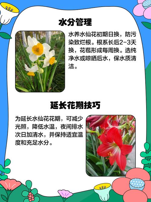 水仙花怎么浇水？水仙花怎么浇水比较好？-第3张图片-优品飞百科