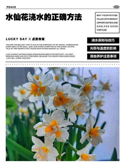 水仙花怎么浇水？水仙花怎么浇水比较好？-第4张图片-优品飞百科