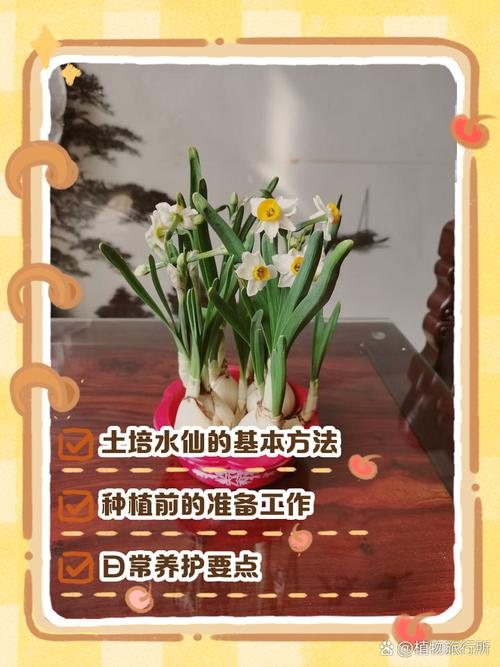水仙花怎么浇水？水仙花怎么浇水比较好？-第5张图片-优品飞百科