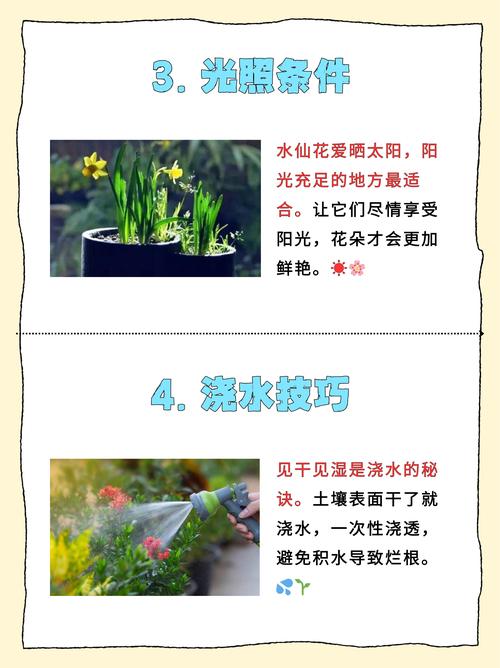 水仙花怎么浇水？水仙花怎么浇水比较好？-第6张图片-优品飞百科