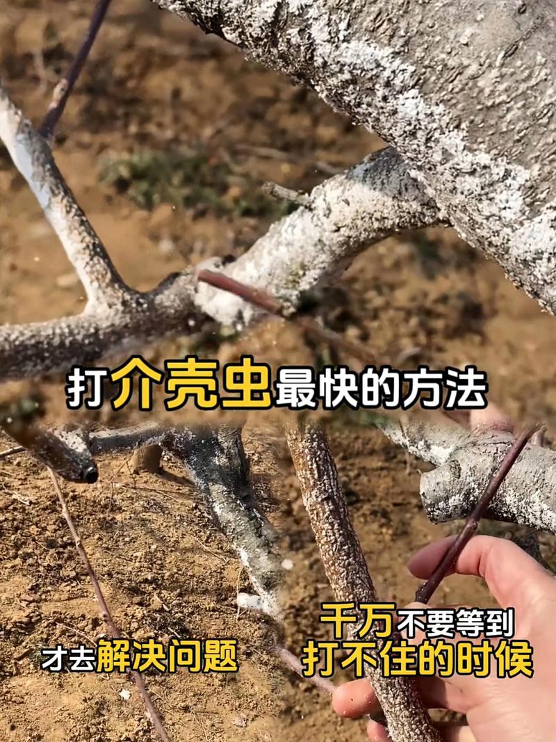 荷包牡丹的病虫害防治，荷包牡丹好养吗种在花盆里？-第2张图片-优品飞百科