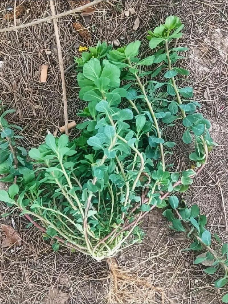 猫眼草和猫耳草的区别？猫眼草与猫耳草相同吗？-第2张图片-优品飞百科