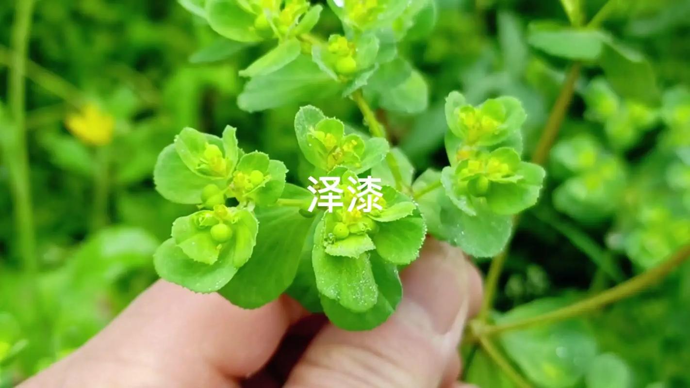 猫眼草和猫耳草的区别？猫眼草与猫耳草相同吗？-第3张图片-优品飞百科