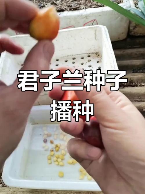 君子兰种子如何催芽？君子兰种子催芽之后？-第2张图片-优品飞百科