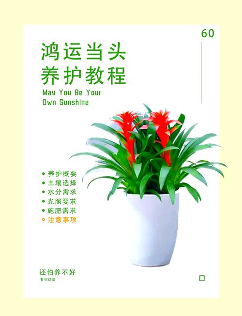 鸿运当头怎么修剪，鸿运当头怎么修剪花心-第3张图片-优品飞百科