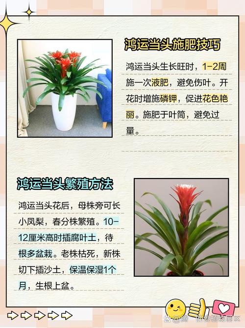 鸿运当头怎么修剪，鸿运当头怎么修剪花心-第5张图片-优品飞百科