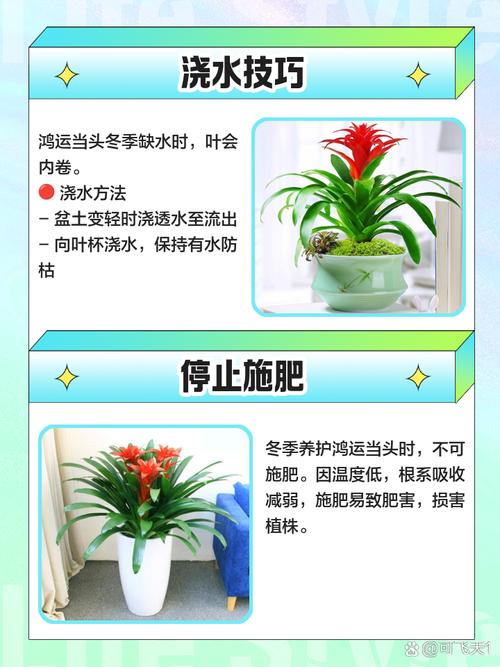 鸿运当头怎么修剪，鸿运当头怎么修剪花心-第6张图片-优品飞百科
