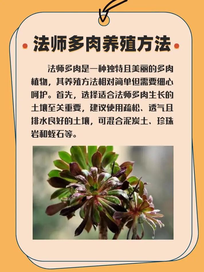 紫羊绒冬天怎么养？紫羊绒夏季休眠吗？-第2张图片-优品飞百科