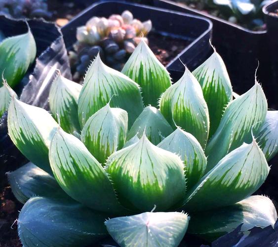 紫羊绒冬天怎么养？紫羊绒夏季休眠吗？-第3张图片-优品飞百科