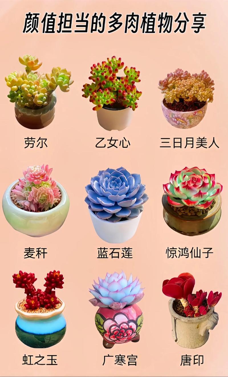 紫羊绒冬天怎么养？紫羊绒夏季休眠吗？-第4张图片-优品飞百科