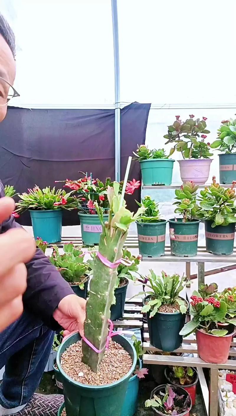 仙人掌烂半截怎么办？？仙人掌烂了一部分怎么办？-第3张图片-优品飞百科