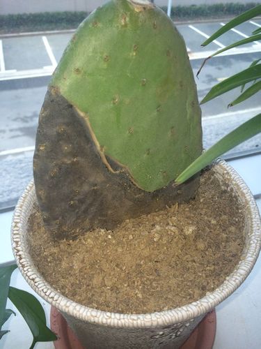 仙人掌烂半截怎么办？？仙人掌烂了一部分怎么办？-第4张图片-优品飞百科