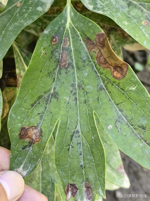 牡丹花常见病害及防治方法？牡丹花有病了怎么治？