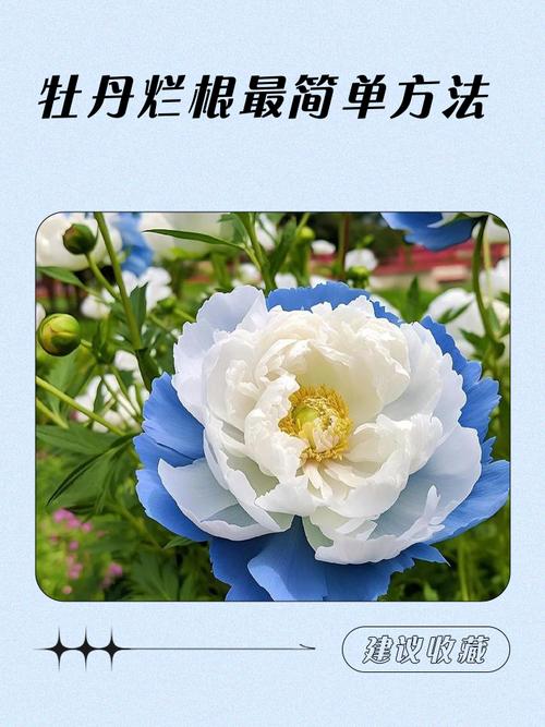 牡丹花常见病害及防治方法？牡丹花有病了怎么治？-第2张图片-优品飞百科