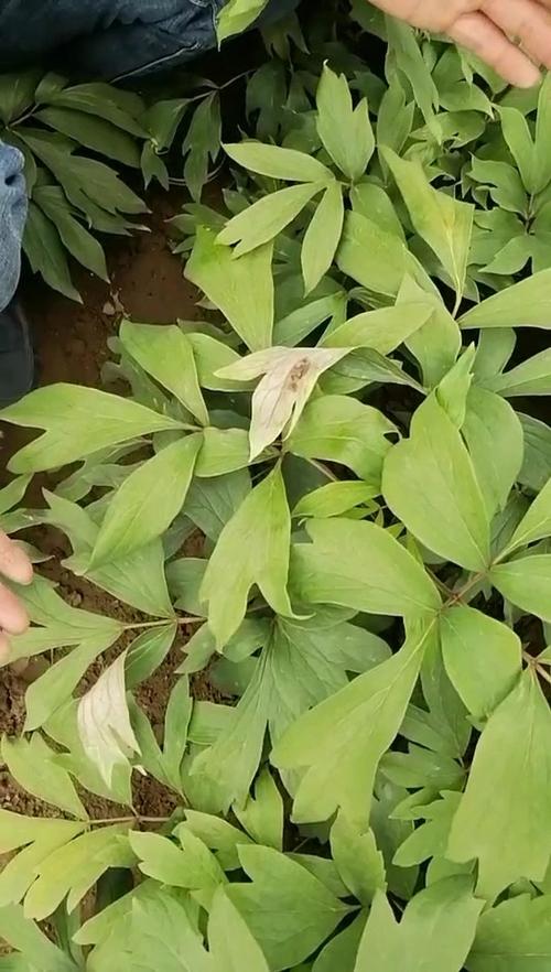 牡丹花常见病害及防治方法？牡丹花有病了怎么治？-第3张图片-优品飞百科