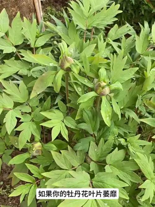牡丹花常见病害及防治方法？牡丹花有病了怎么治？-第4张图片-优品飞百科