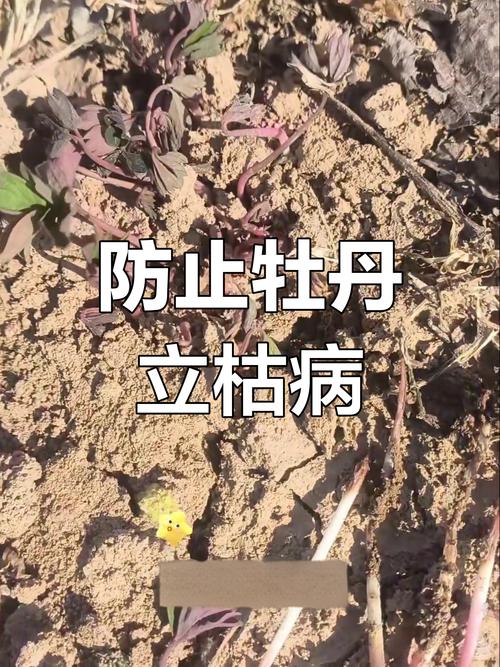 牡丹花常见病害及防治方法？牡丹花有病了怎么治？-第5张图片-优品飞百科