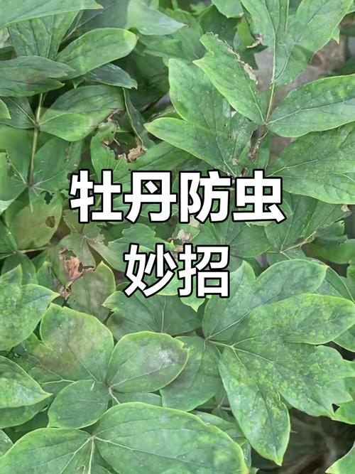 牡丹花常见病害及防治方法？牡丹花有病了怎么治？-第7张图片-优品飞百科