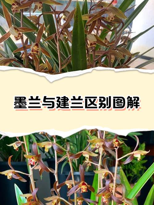 寒兰和建兰的区别，建兰春兰寒兰蕙兰区别-第6张图片-优品飞百科