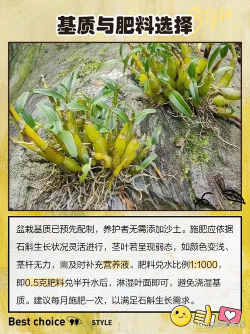 石斛怎么养才好，石斛怎么家养？
