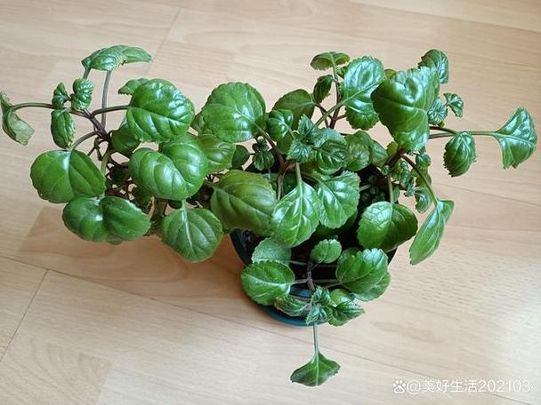如意蔓怎么养？如意蔓栽在家里有毒吗？