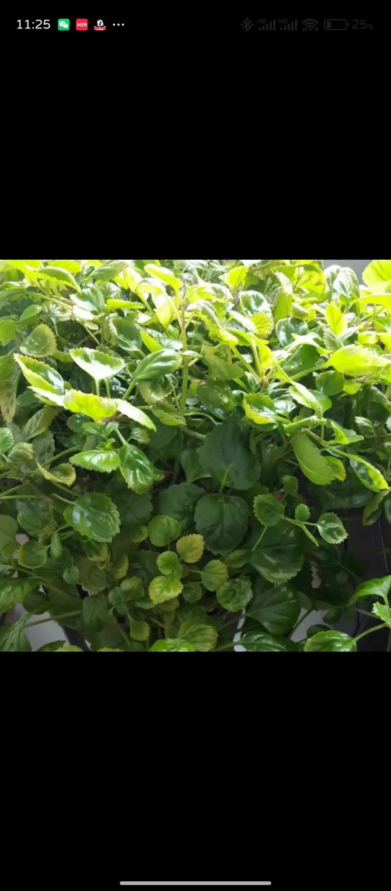 如意蔓怎么养？如意蔓栽在家里有毒吗？-第3张图片-优品飞百科