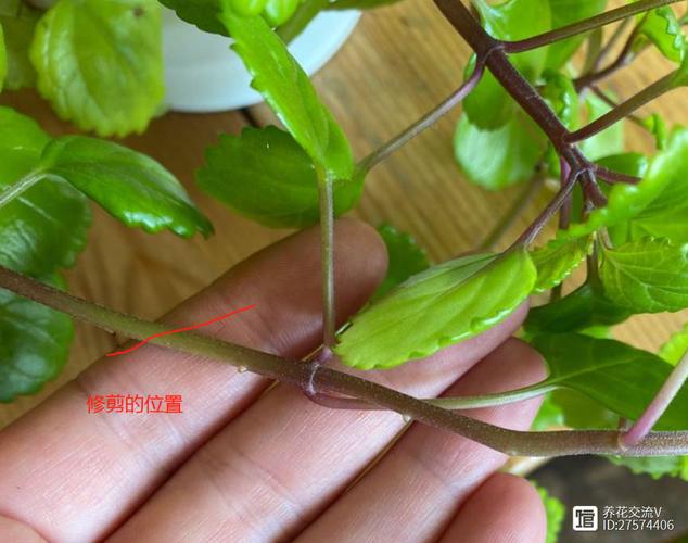 如意蔓怎么养？如意蔓栽在家里有毒吗？-第5张图片-优品飞百科