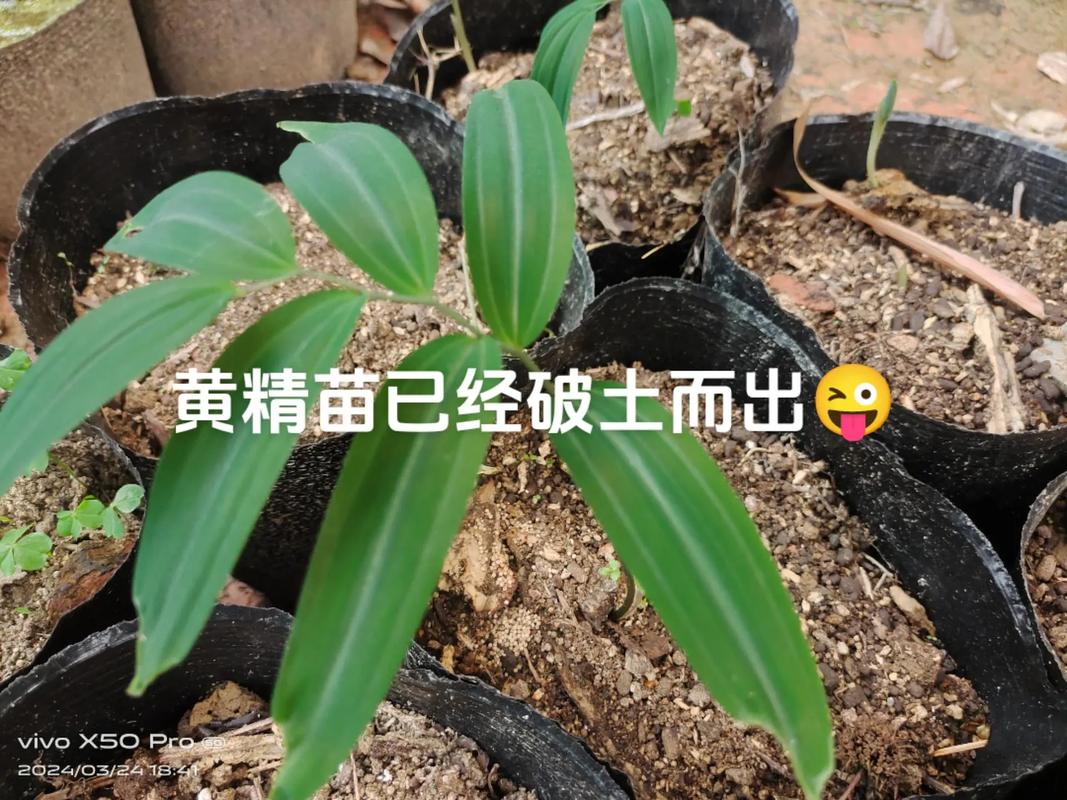 关于黄精种子多久能出苗的信息