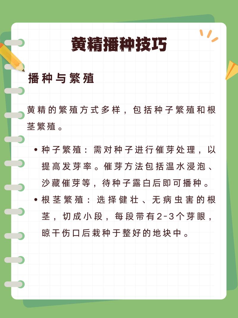 关于黄精种子多久能出苗的信息-第2张图片-优品飞百科