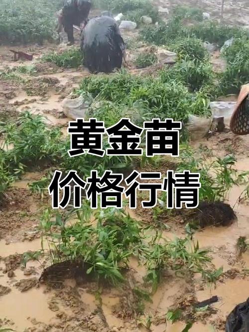 关于黄精种子多久能出苗的信息-第3张图片-优品飞百科