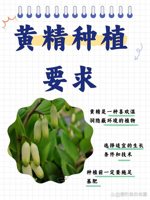 关于黄精种子多久能出苗的信息-第5张图片-优品飞百科