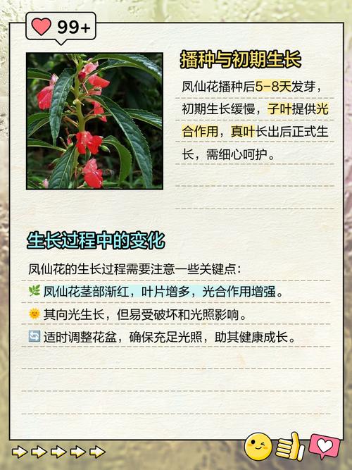 凤仙花怎么种，凤仙花怎么种植方法 在家？-第2张图片-优品飞百科
