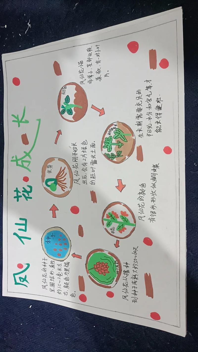 凤仙花怎么种，凤仙花怎么种植方法 在家？-第4张图片-优品飞百科