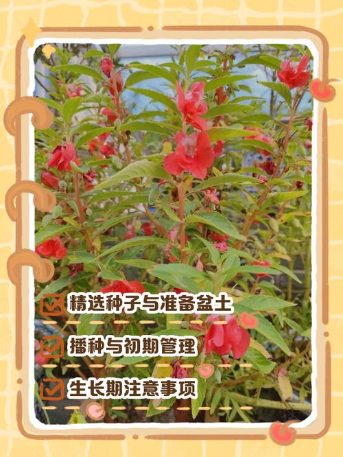 凤仙花怎么种，凤仙花怎么种植方法 在家？-第5张图片-优品飞百科