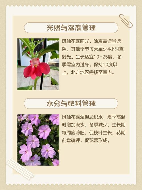 凤仙花怎么种，凤仙花怎么种植方法 在家？-第6张图片-优品飞百科