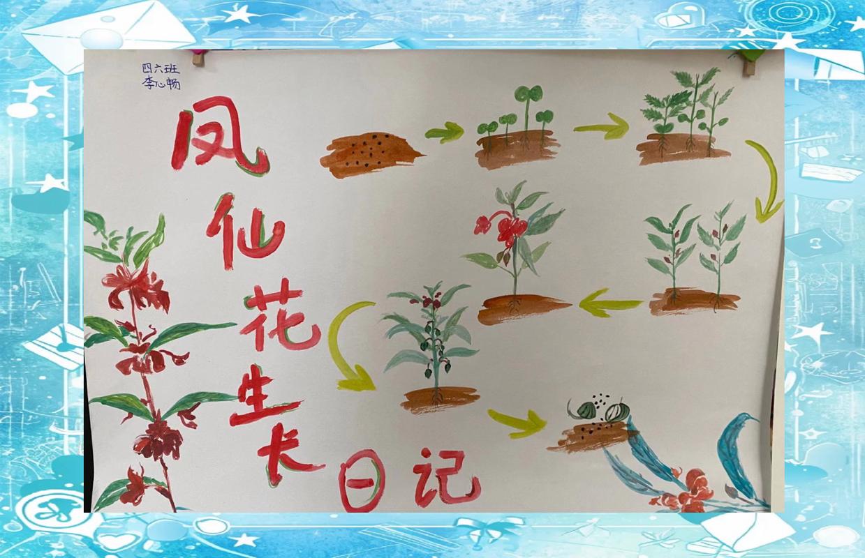 凤仙花怎么种，凤仙花怎么种植方法 在家？-第7张图片-优品飞百科