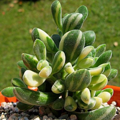 肉多多的多肉植物怎么繁殖？肉多多的多肉植物怎么繁殖？