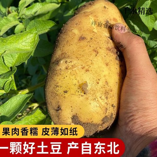 土豆的颜色和形状介绍？土豆的颜色和形状介绍怎么写？-第4张图片-优品飞百科