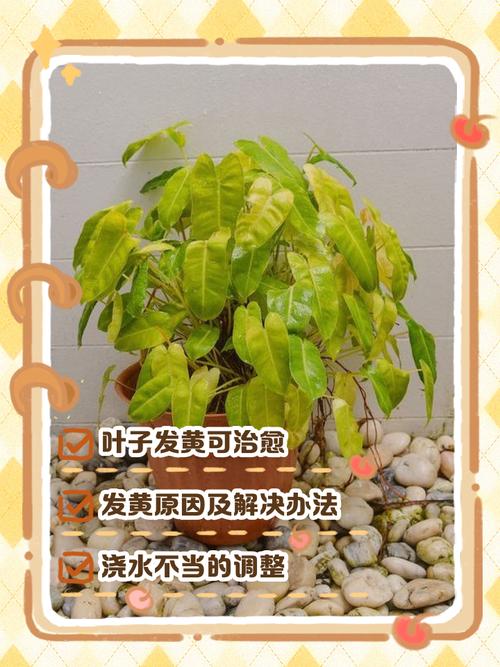 仙人掌黄叶的原因及处理办法，仙人掌叶片有黄点咋回事？-第2张图片-优品飞百科