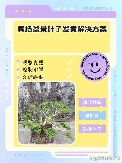 仙人掌黄叶的原因及处理办法，仙人掌叶片有黄点咋回事？-第3张图片-优品飞百科