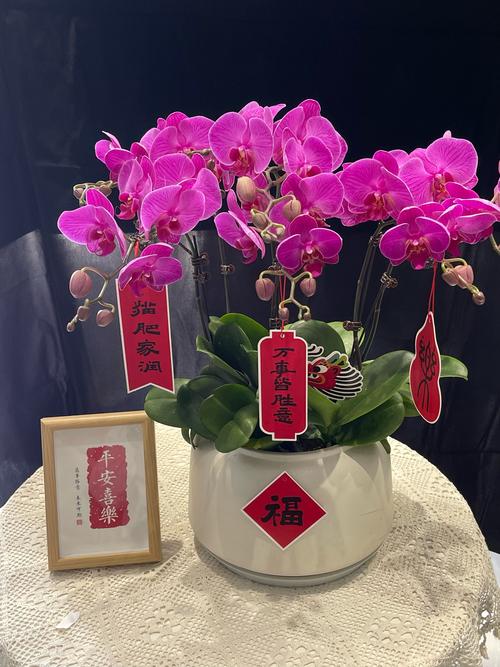 蝴蝶兰的风水作用，蝴蝶兰的风水学